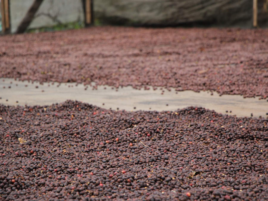 colombia el diviso coffee cherries drying on patio