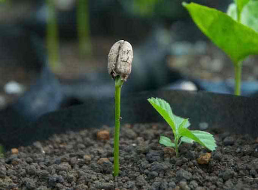 coffee varietals - plant growing|coffee bean germination|coffee bean sprouting