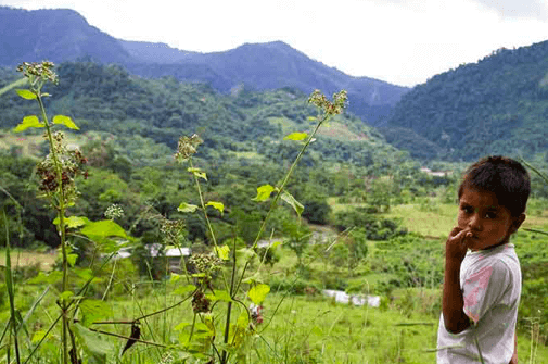 Child in coffee fields