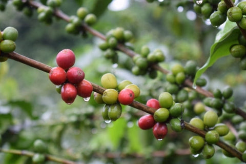 Red and green coffee cherries on a branch with drop of rain